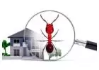 Best Pest Inspections in West Lakes