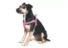Find Luxurious Leather Dog Collars in UK at LovelyPup