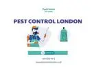 Pest Control 24 London: Your Trusted Partner for Top-Rated Pest Control London Service Hire Now